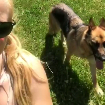 Dog wants to help cut the Grass