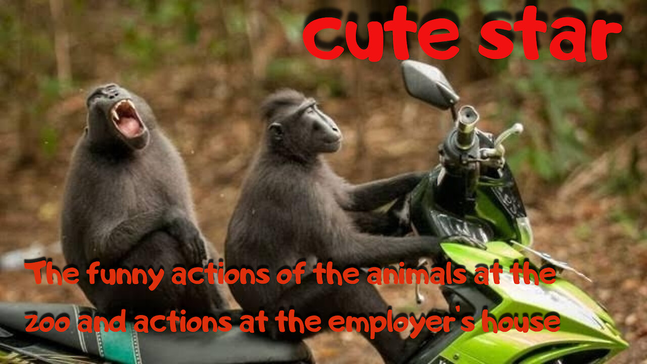 The cute and funny behavior of the animals at the zoo and the action at home