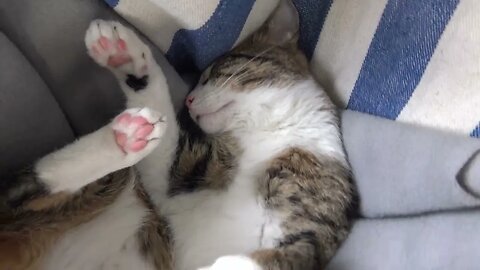 Twisted Cat Is Fast Asleep