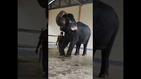 🐘 Smart Elephant Dancing🐘