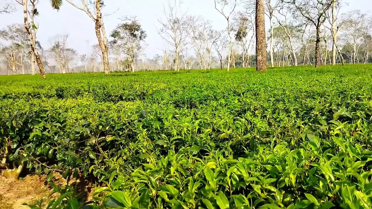 Assam Chai