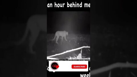 Cougar SPOTTED in Northern Wisconsin