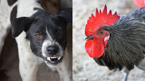 Dog and chicken funny fighting