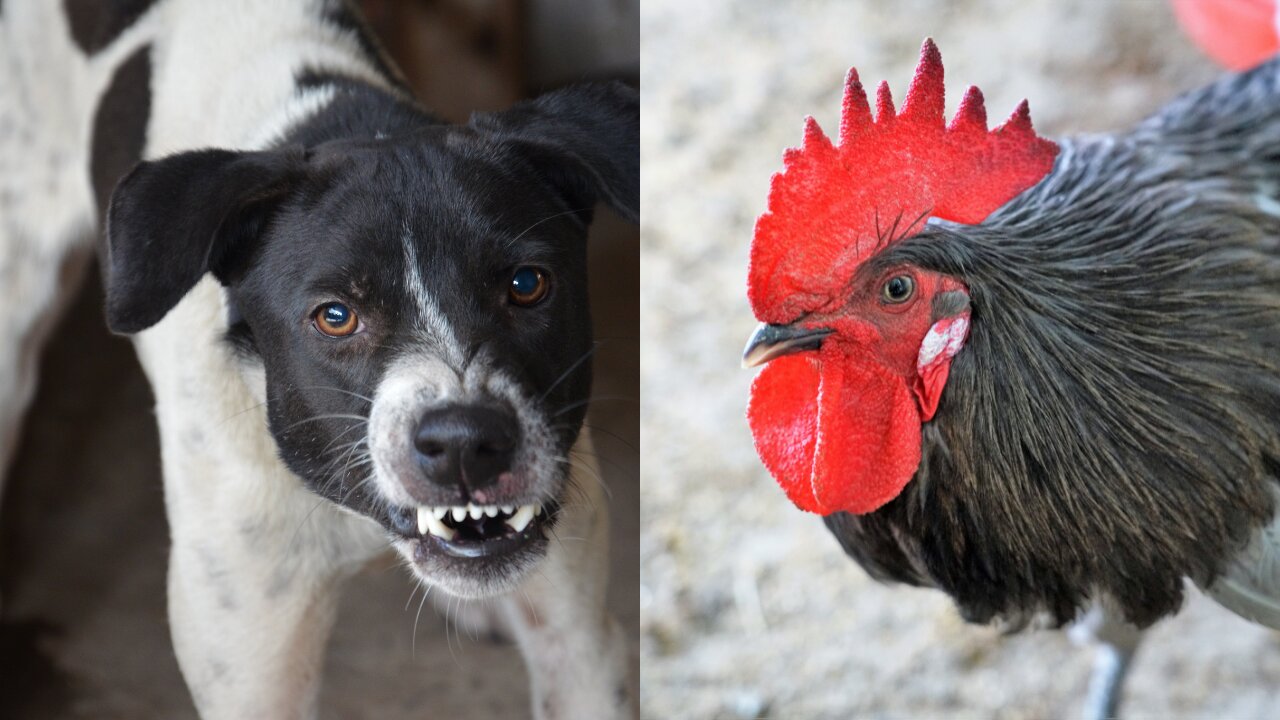 Dog and chicken funny fighting