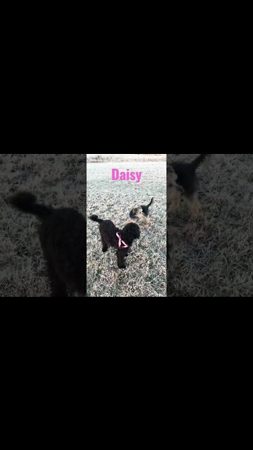 Goldendoodle Puppy, Daisy #shorts #goldendoodle