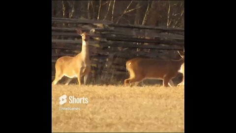 deer on the Battlefield