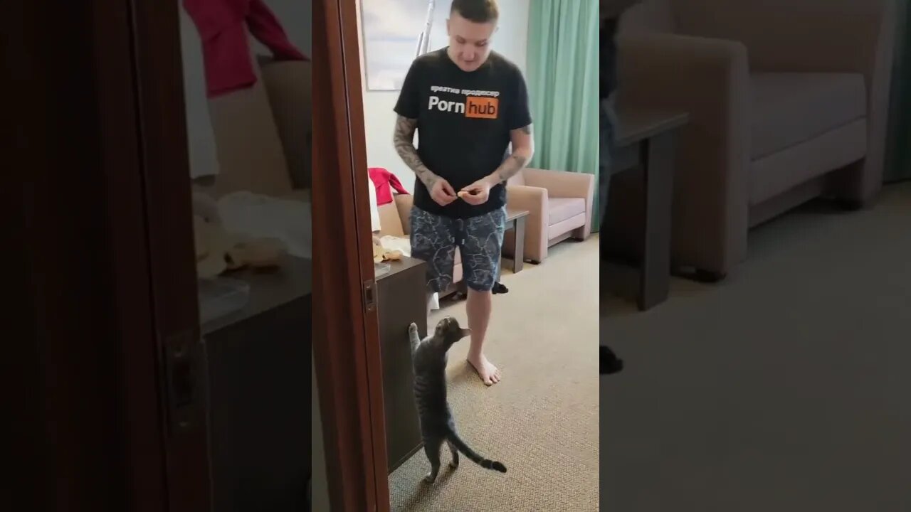 #shorts Смешные Коты Из Тик Тока 177 Funny Cats From Tiktok