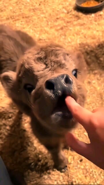 lovely animals #animal #farm #joy