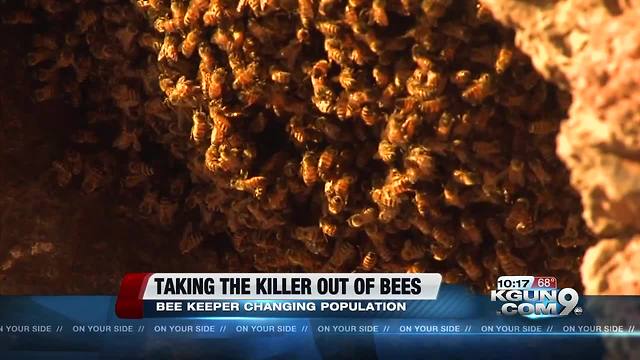 Valley beekeeper taking the 'killer' out of killer Africanized bees