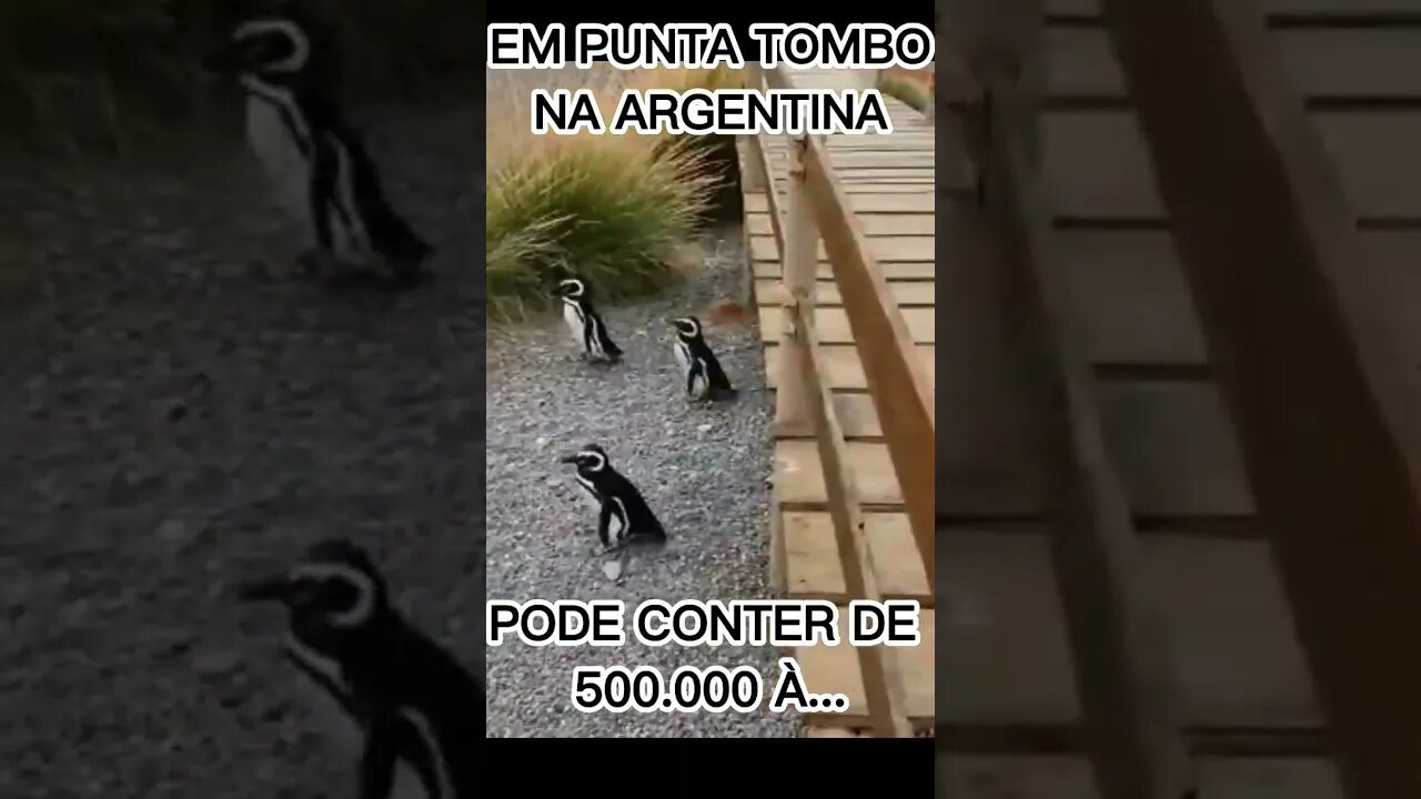 Os pinguins mais fofos do mundo!!