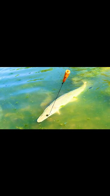 Caught A Musky Sized Alligator Gar On A Musky Rod