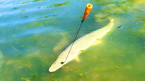 Caught A Musky Sized Alligator Gar On A Musky Rod