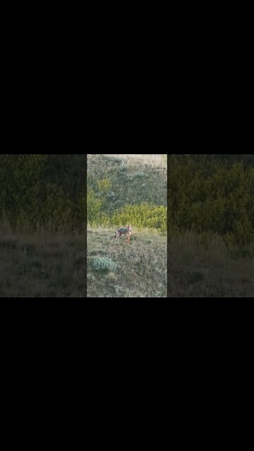 Hunting Coyotes #shorts #dog #animals #hunter #184