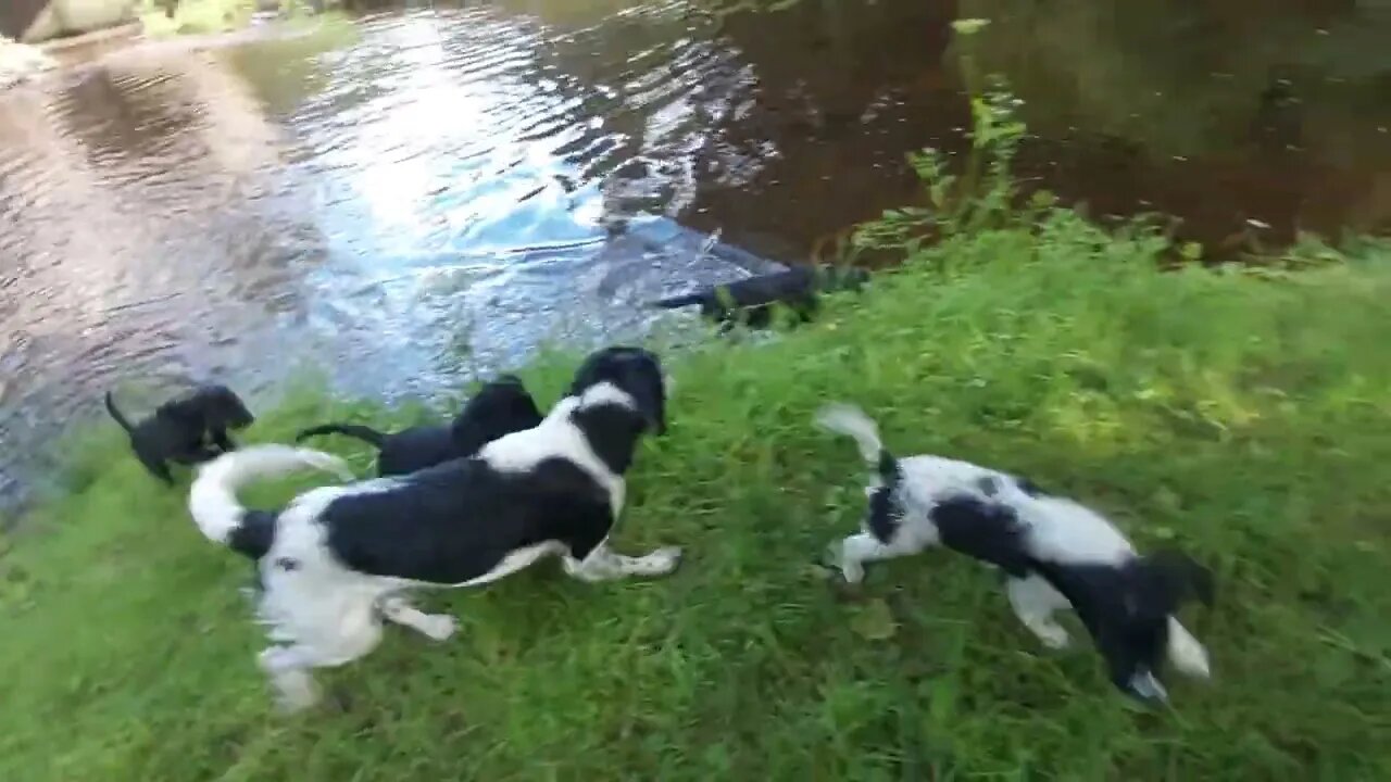 They Love Ya Loki