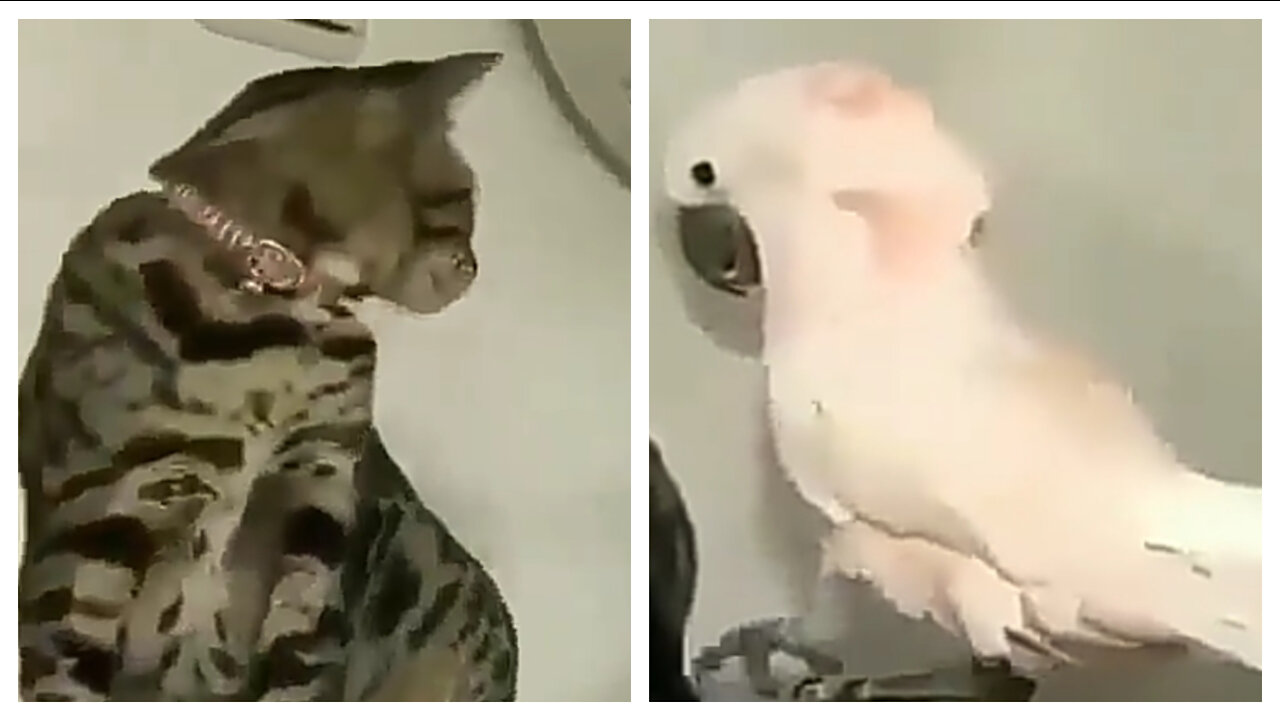 Patient cat incredibly ignores pesky parrot