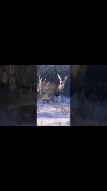 The one that got away. #shorts