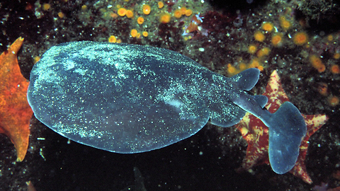 Torpedo Electric Ray