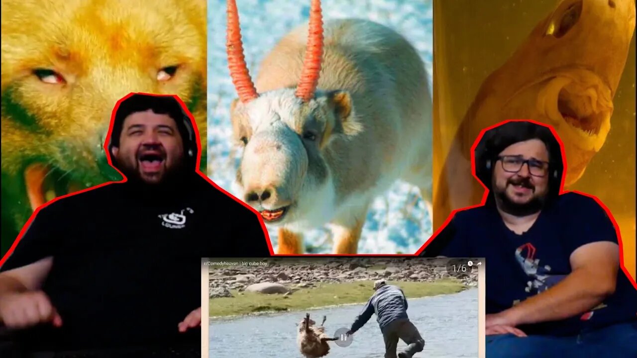 10 Animals You Definitely Forgot Existed - @mndiaye_97 | RENEGADES REACT