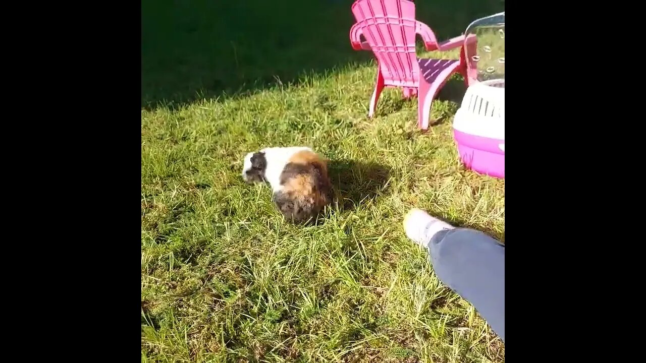 Guinea Pig outside #shorts