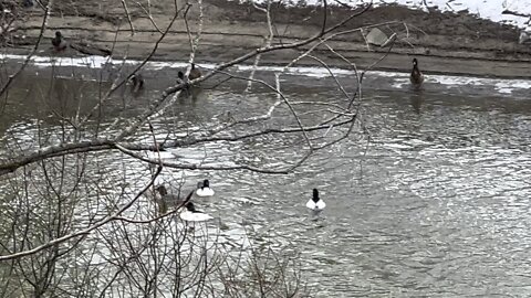 American Mergansers mate protection?