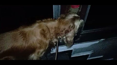 #dogshow , #animals , #dogs , #shorts