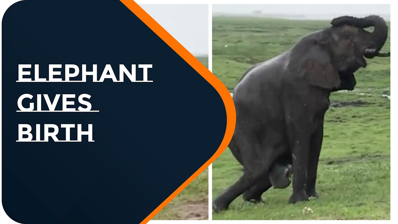 Elephant Gives Birth, Elephant and Hit Little One