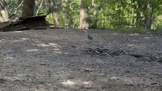 Blue Jay grabbing a peanut