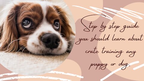 Crate Training - Step by Step Guide