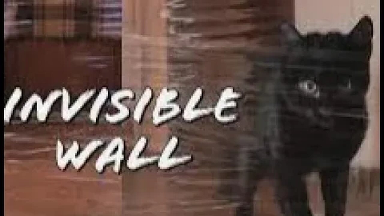 My Cat's Reaction To The Invisible Wall Challenge