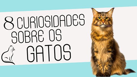 8 curiosidades sobre os gatos que vão te surpreender