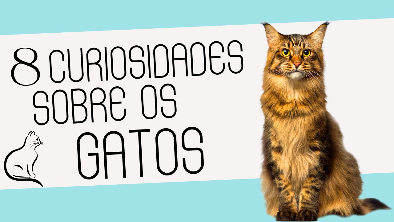 8 curiosidades sobre os gatos que vão te surpreender