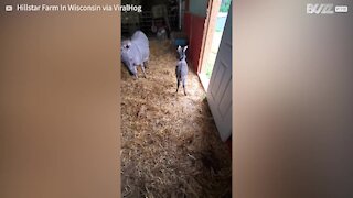 Cet adorable ânon joue dans une grange