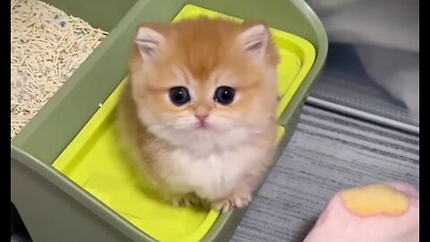 Cute kitten 2