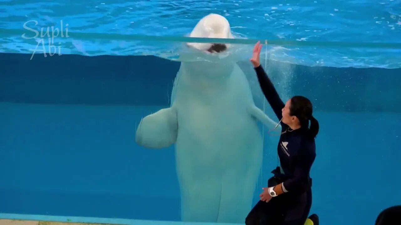 Beluga Whale Show At Yokohama Hakkeijima Sea Paradise