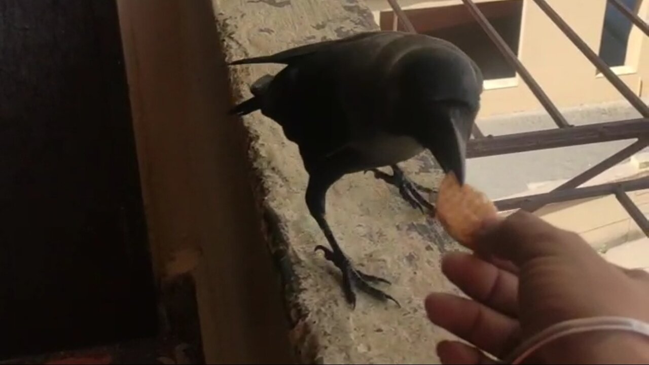 Indian house crow training funny video. Try not to laugh