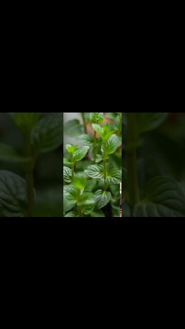 Use Peppermint to Help Soothe Fevers! Diaphoretic Herbs