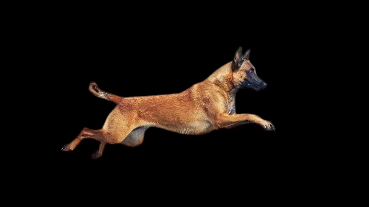 So You Got a Malinois Working Dog Training Video n