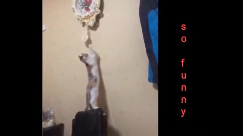 So funny animal video🤣🤣