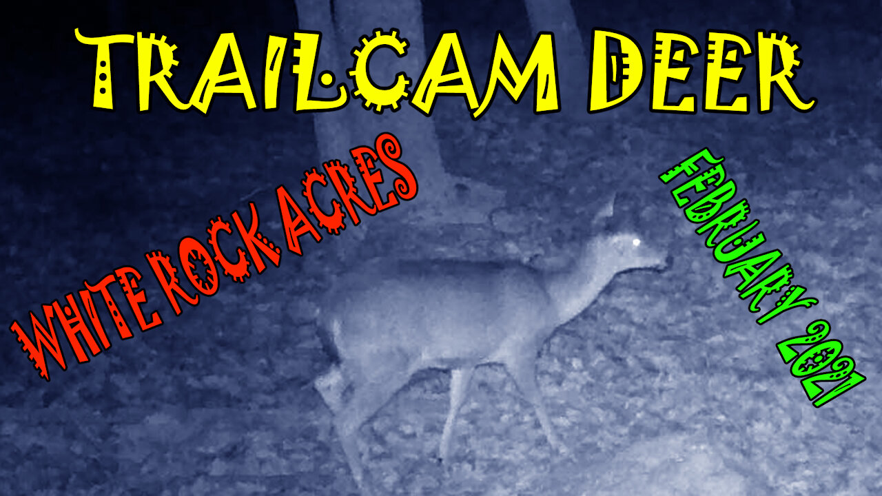 TrailCam Deer, White Rock Acres, February 2021