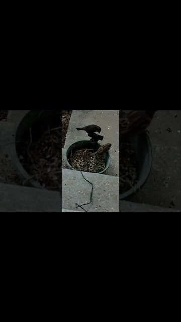 The Bird Knocks My Live Cam Down #Shorts 📹