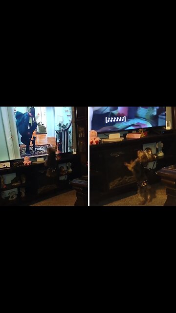 Funny Yorkie Barks His Head Off At The Tv