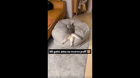 Mi gato ama su nuevo puff