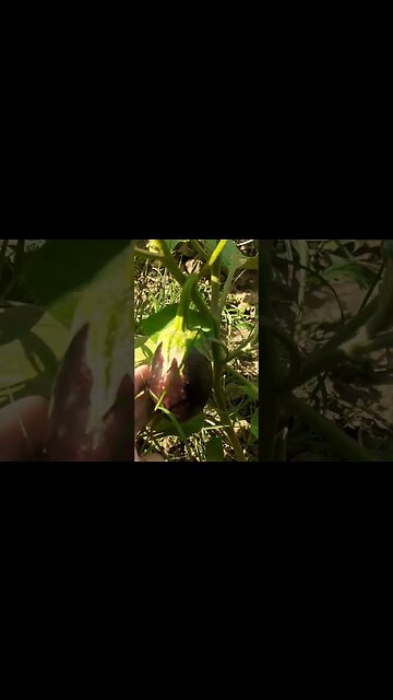 Garden visit coming soon #shorts #ytshorts #trending #viral #viralreels #cookingchannel