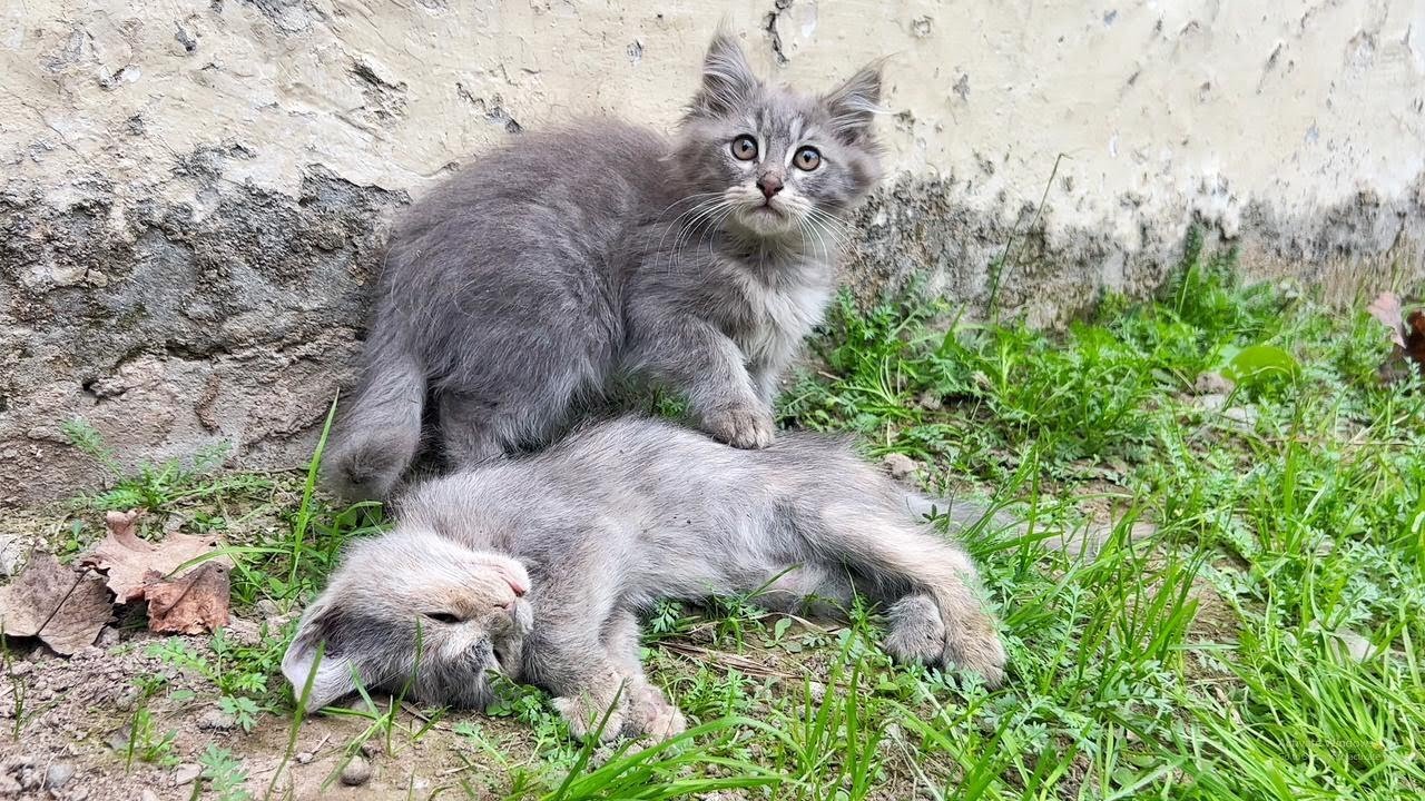 A small kitten runs to us, begging for immediate help for her partner