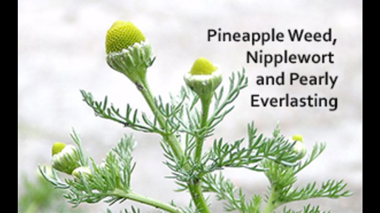 PFTTOT Part 193 Benefits of Pineapple Weed, Nipplewort, and Pearly Everlasting