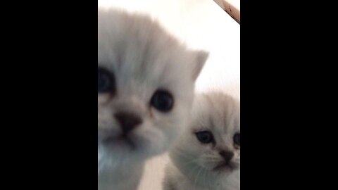 FANNY VIDEOS WITH ANIMALS