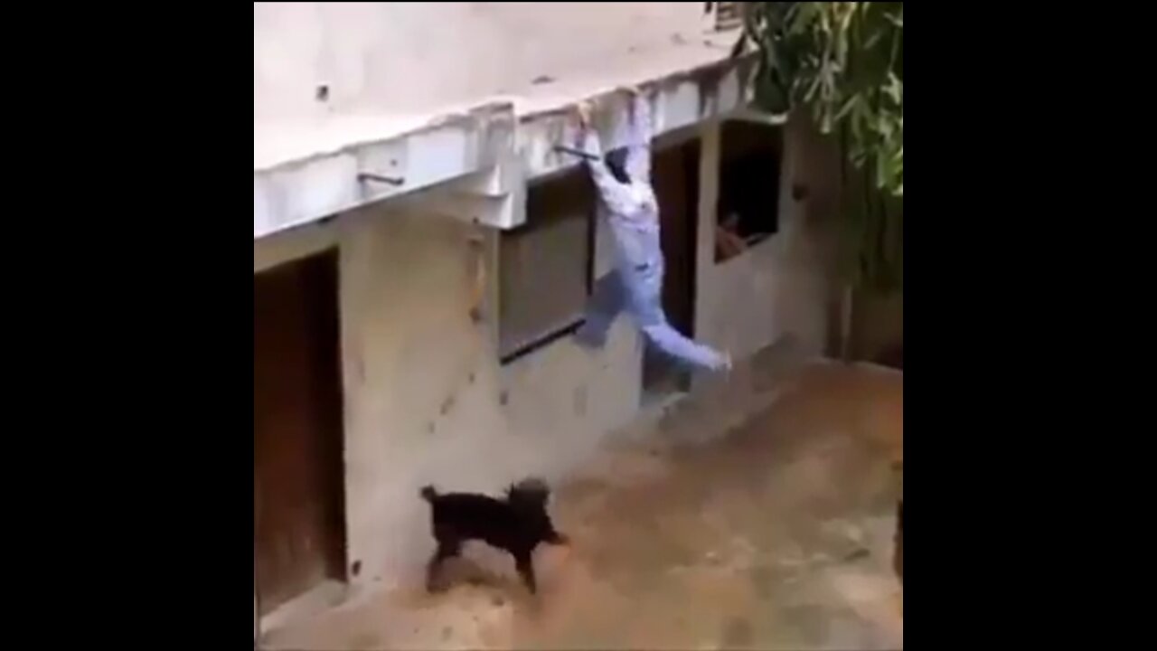 DOG CATCHES THIEF WHILE ESCAPING