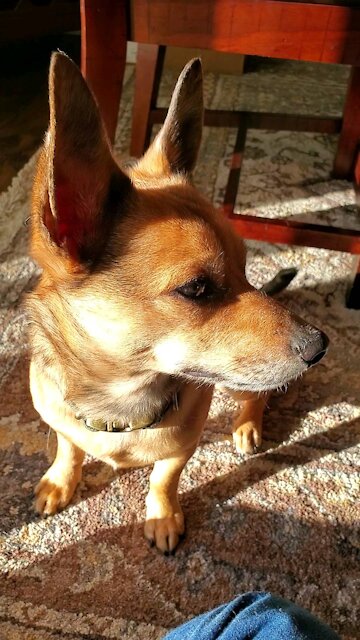 Family Time In The Morning Sun