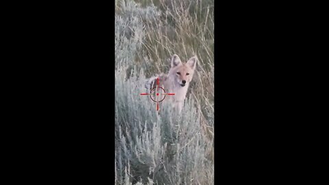 Hunting Coyotes #shorts #dog #animals #hunter #178