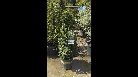 EMERALD COLANNADE HOLLY